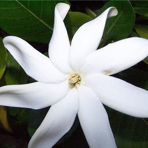 Meet your Posher, Bernie